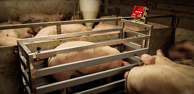 Tierwaage von TELL im Einsatz – Schweine werden im Stall präzise gewogen